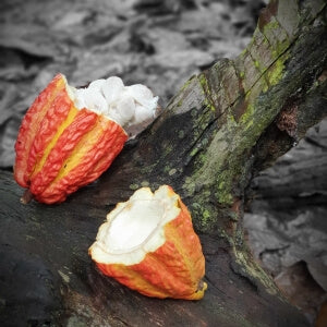 Cacao Powerful protecting and super hydrating antioxidant to fight free radicals.