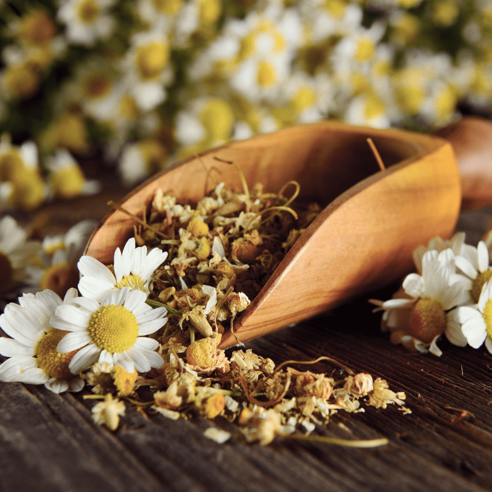 Chamomile Flowers